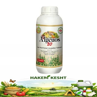 آلجیوس 20
