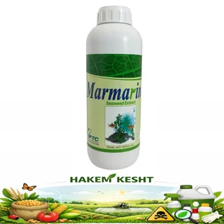 مارمارین
